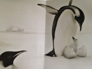 Limpo, il pinguino senza frac