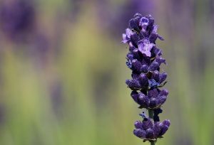 lavanda